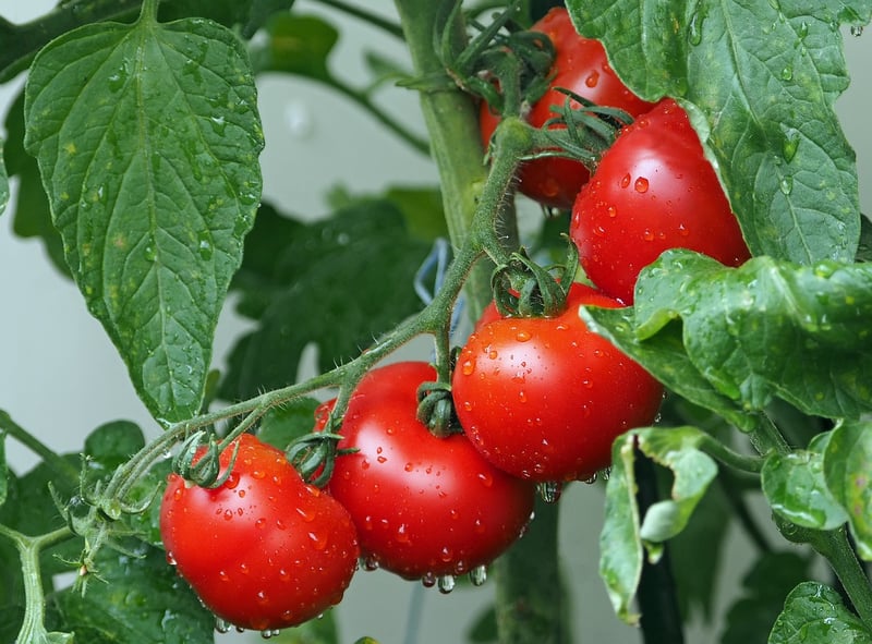 La Tomatina Festival